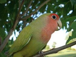 BIRDS - LOVEBIRDS