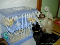 pet_and_home_ervices__16_.jpg