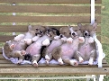 pet_and_home_ervices__20_.jpg