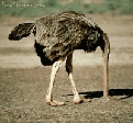 pet_and_home_ervices__22_gif.jpg