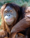 pet_and_home_ervices__27_.jpg