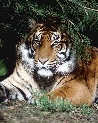 pet_and_home_ervices__28_.jpg