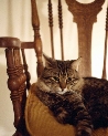 pet_and_home_ervices__32_.jpg