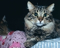 pet_and_home_ervices__36_.jpg