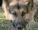 pet_and_home_ervices__37_.jpg