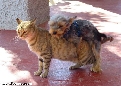 pet_and_home_ervices__42_.jpg