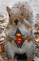pet_and_home_ervices__48_.jpg