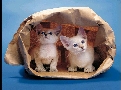 pet_and_home_services__1_.jpg