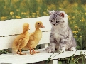 pet_and_home_services__6_.jpg