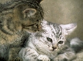 pet_and_home_services__7_.jpg